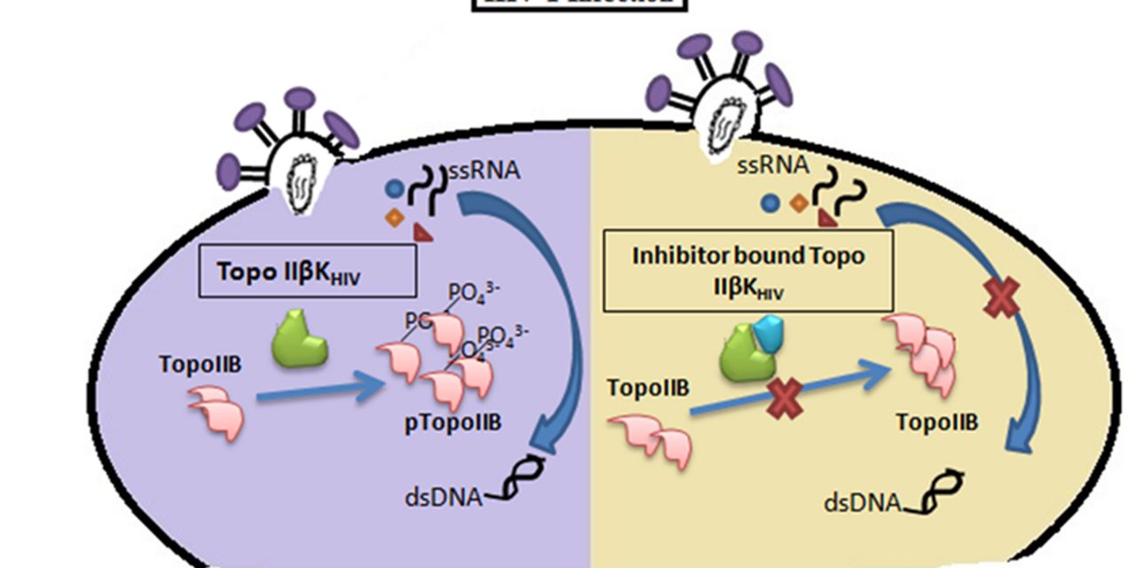 Novel heteroaromatic compounds to target HIV-1 replication