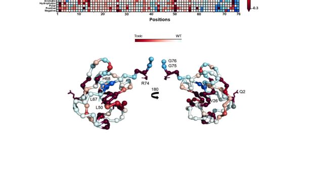 Beyond Loss-of-Function: Unravelling Protein Mysteries with Dominant Mutations in Ubiquitin