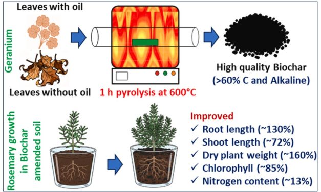 Blooming Innovation: University of Hyderabad researchers transform geranium waste into sustainable biochar for greener agriculture