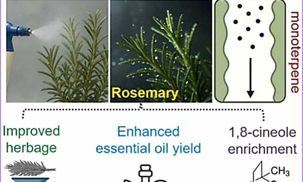 Nanofertilizer breakthrough slashes chemical use and boosts yield and quality – a major leap toward eco-friendly, resource-efficient essential oil farming for India’s future