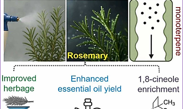 Nanofertilizer breakthrough slashes chemical use and boosts yield and quality – a major leap toward eco-friendly, resource-efficient essential oil farming for India’s future