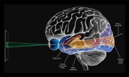 Bridging Colour and Cognition: Optometry Scholar, Mehjabin Shirin wins COLOUR COUNCIL International Support Award