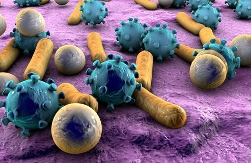 University of Hyderabad Researchers Unveil the Therapeutic Potential of Lactobacillus johnsonii Against Enteric Pathogens