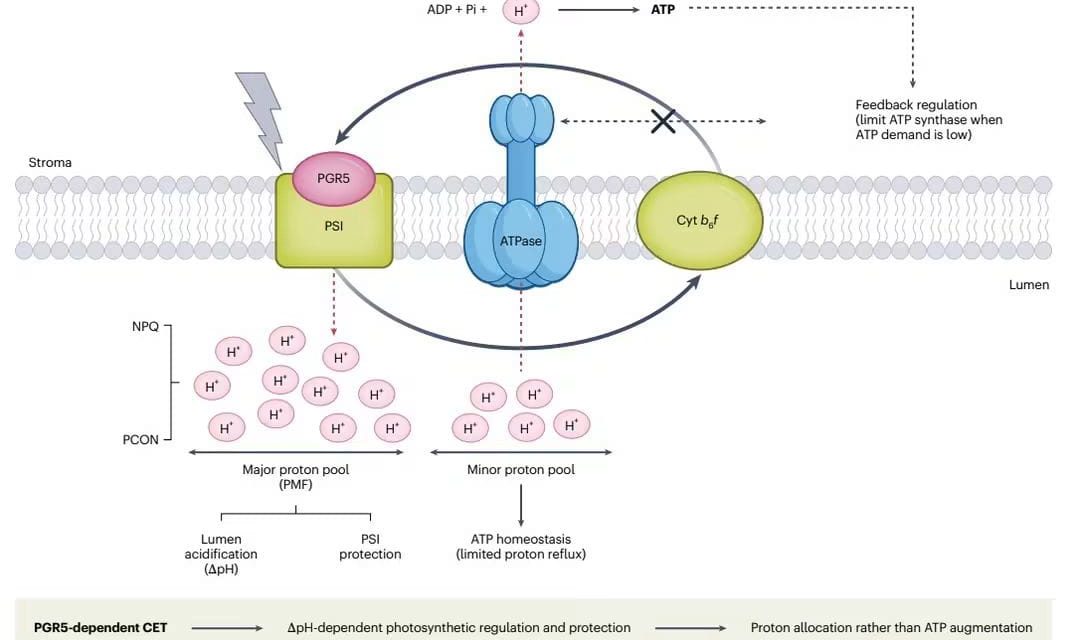 Redefining Photosynthesis: University of Hyderabad Researchers Highlight Major Paradigm Shift in Plant Energy Management